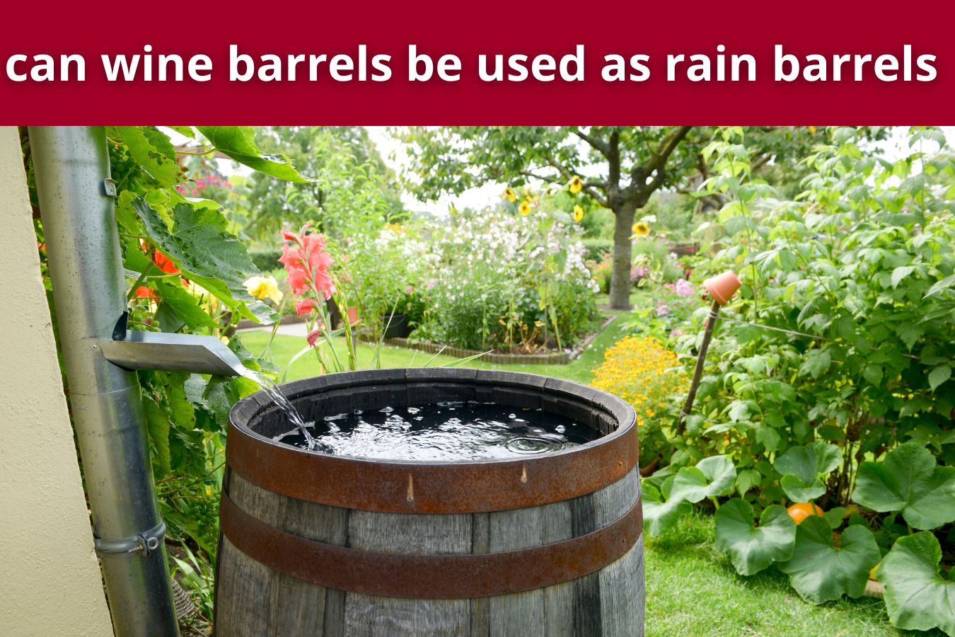 can wine barrels be used as rain barrels